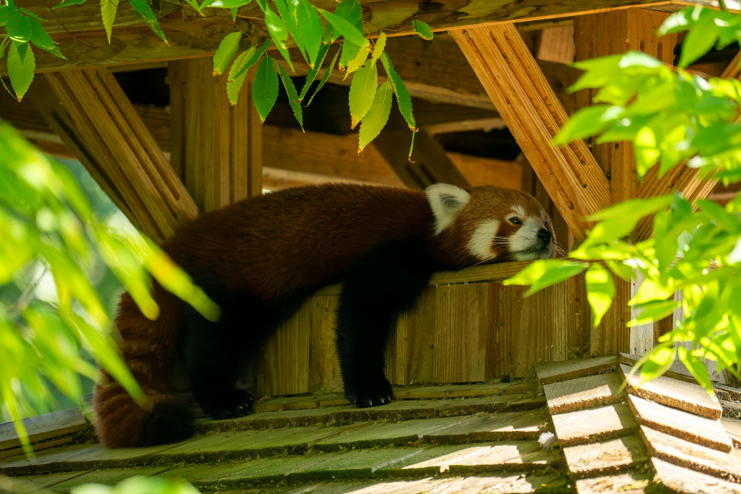 10 معلومات غريبة عن عالم الحيوانات ستدهشك